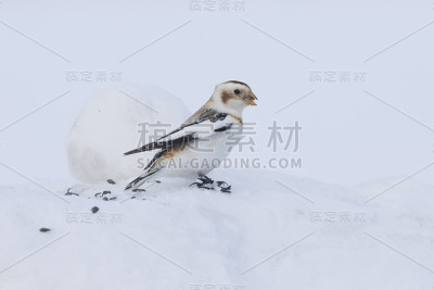 冬天雪花飞舞