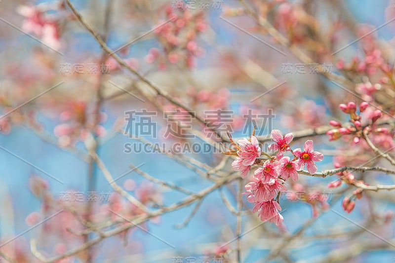 蓝天背景下的粉红色花朵(野生喜马拉雅樱桃)