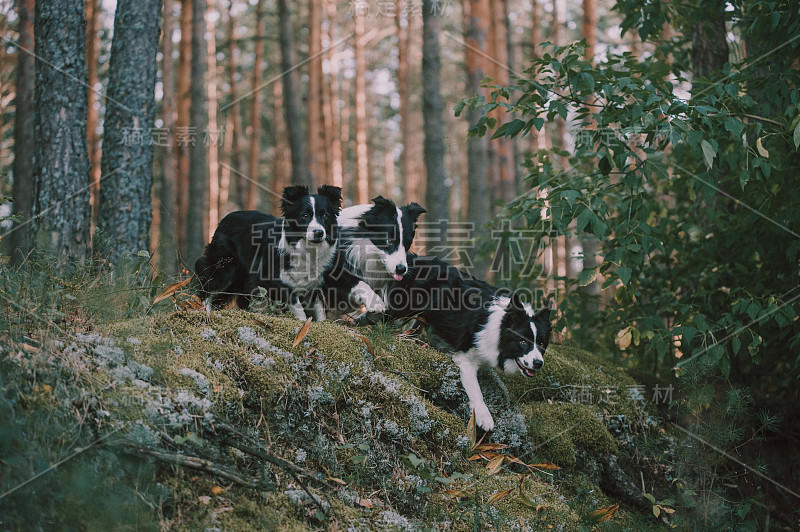 三只边境牧羊犬在树林里奔跑