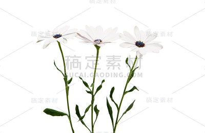 骨乳花雏菊分离