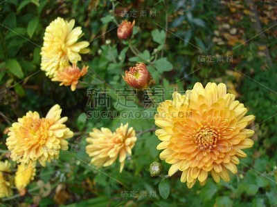 鲜花盛开