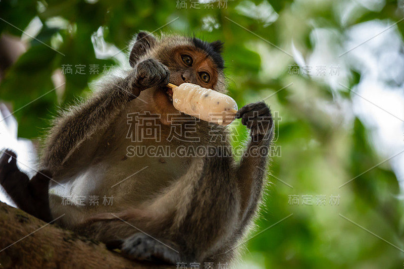 越南昆岛的猕猴