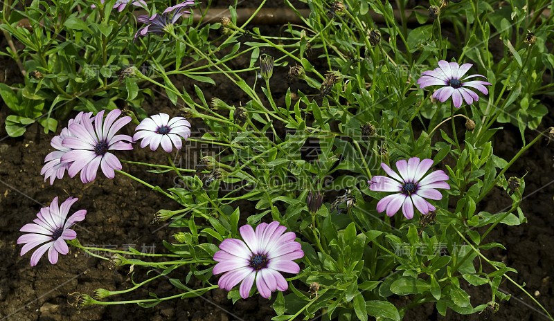 一种美丽的花园花，被称为骨花，双形花或非洲雏菊