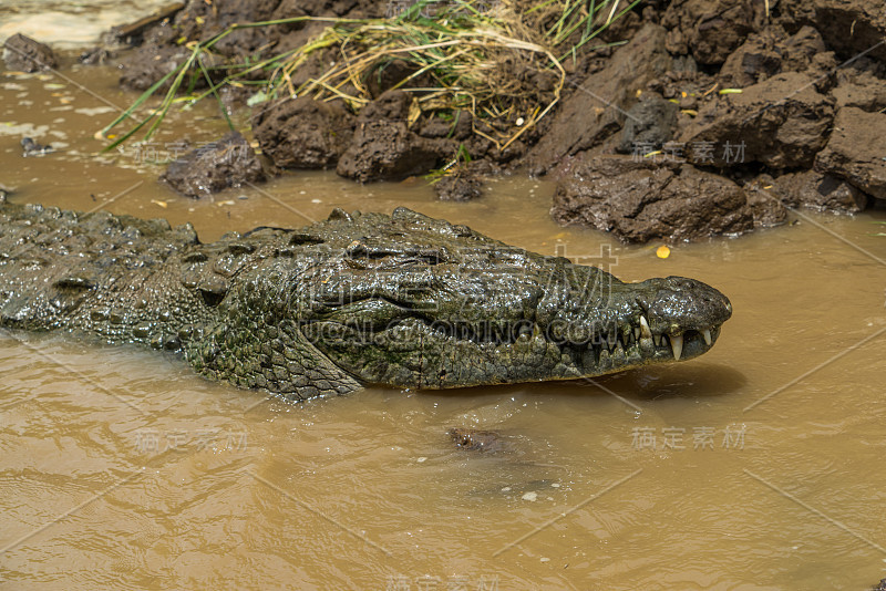 Costa Rica里约热内卢tarcoles crocs鳄鱼鳄鱼靠近