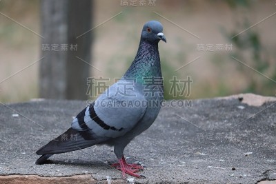 沙漠的鸽子