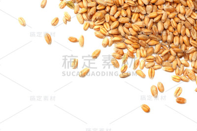 孤立在白色背景上的小麦粒。俯视图