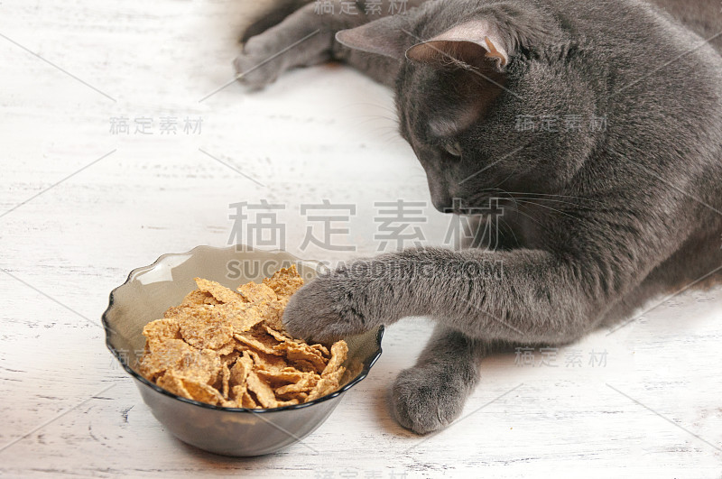 灰色的懒惰的有趣的猫躺在一个碗拉爪子和食物在白色的背景。