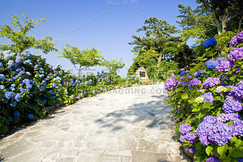 下田公园的绣球花盛开