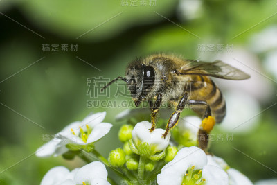 蜜蜂在爱丽丝花上，
