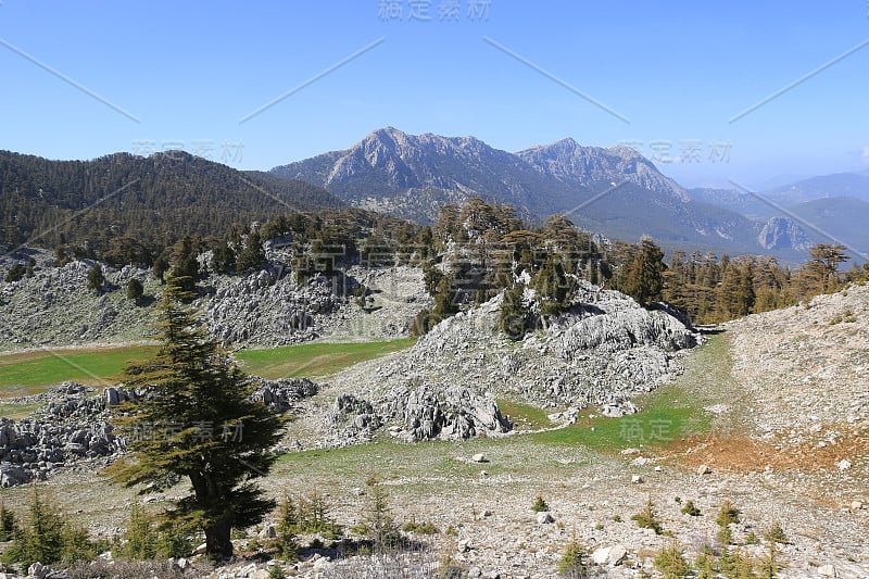 雪松树在岩石山谷在阳光明媚的日子