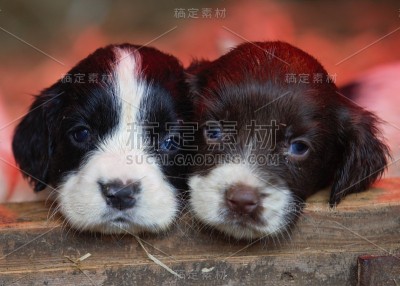 猎犬小狗