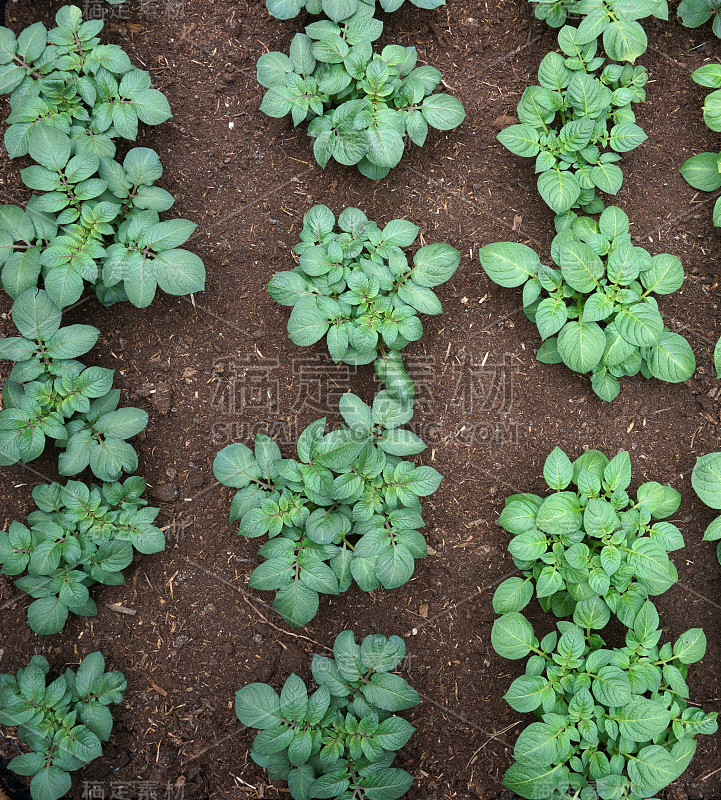 在蔬菜园里生土豆叶的俯视图。自己种植的蔬菜。