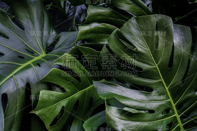 绿叶做背景和墙纸