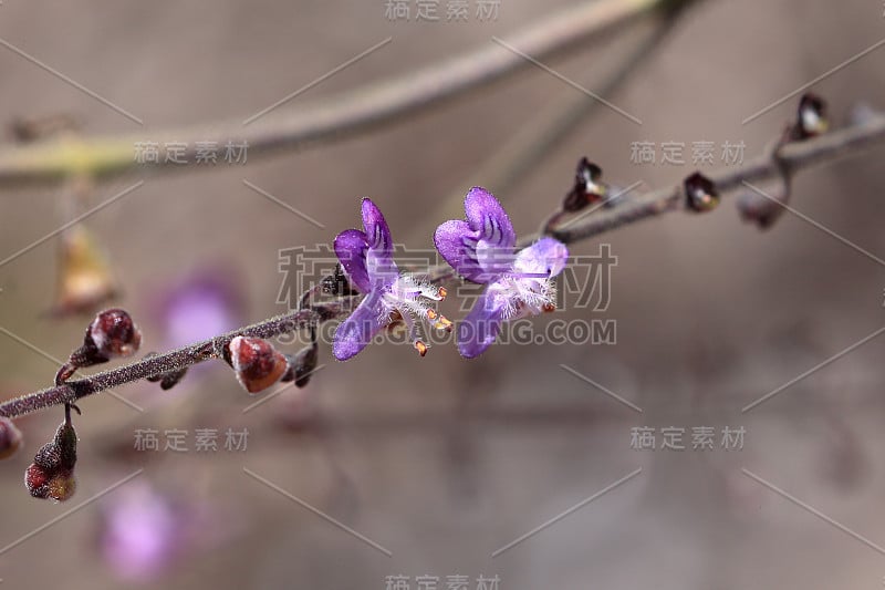 巴西卡廷加的小型紫罗兰兰花