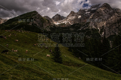 放牧的牛