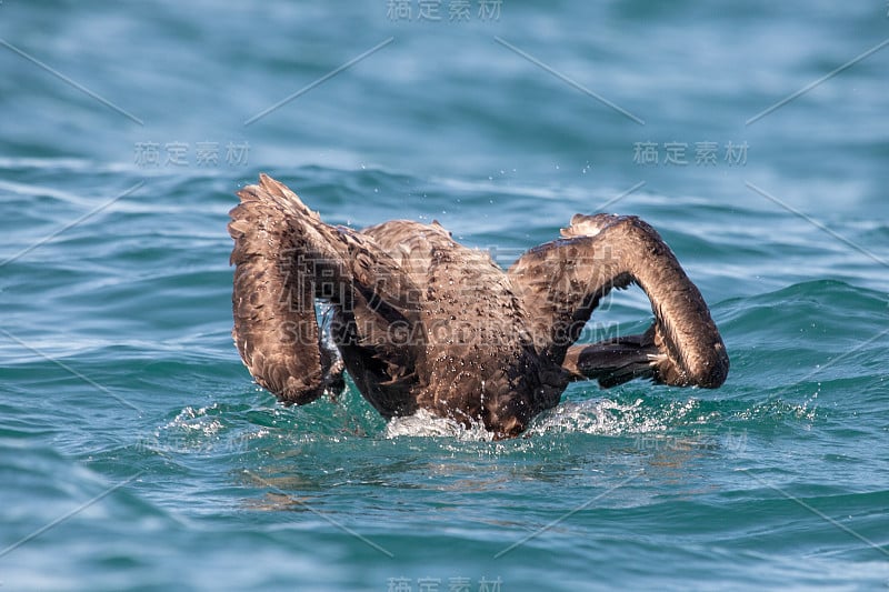 北方巨海燕——哈利巨海燕