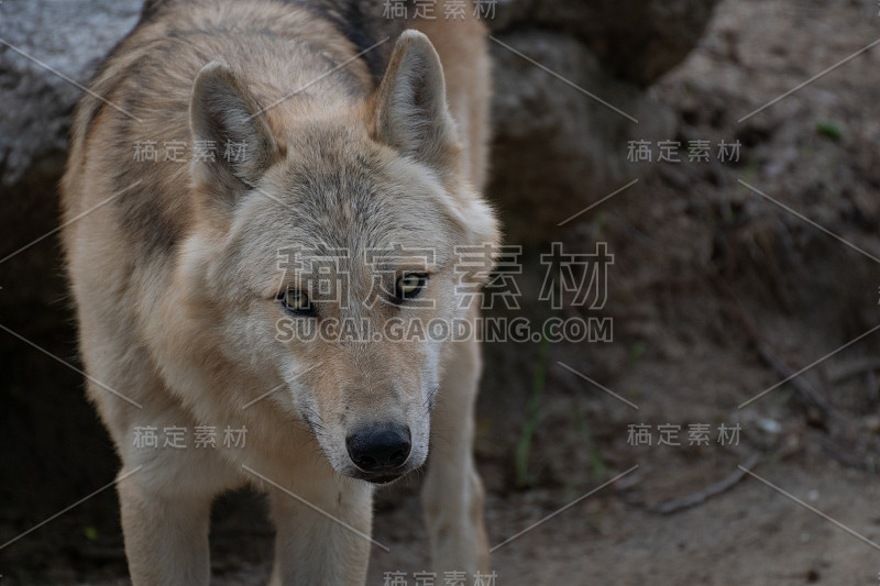 美丽的北极狼在夏天的肖像