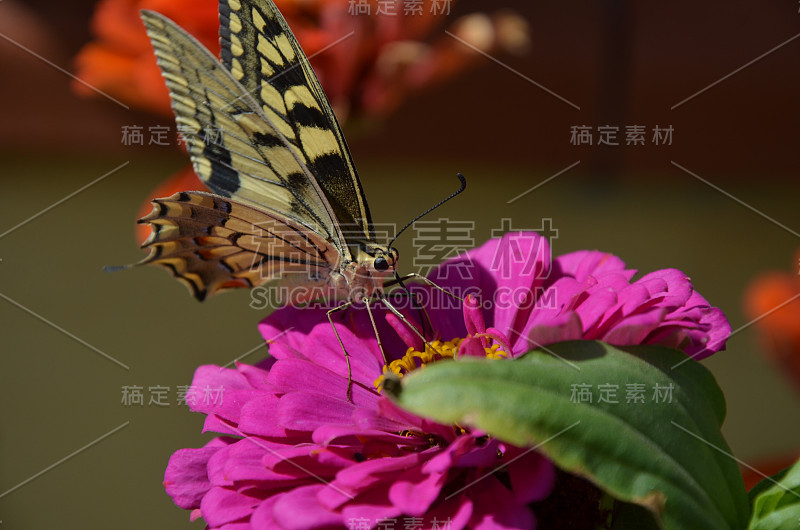 蝴蝶在花上的特写