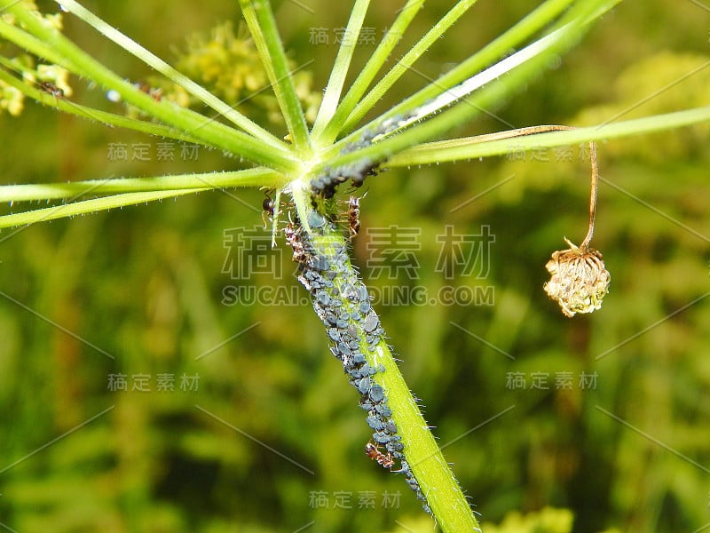 植物上的灰色小蚜虫