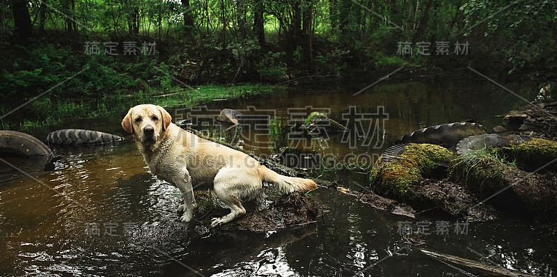 绿色森林里的小河里有一只有趣的狗