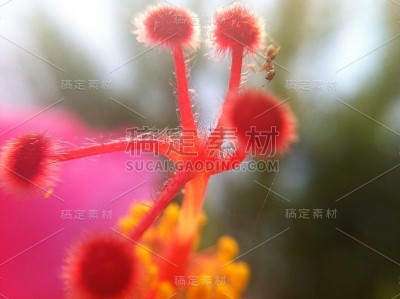 花自然叶色