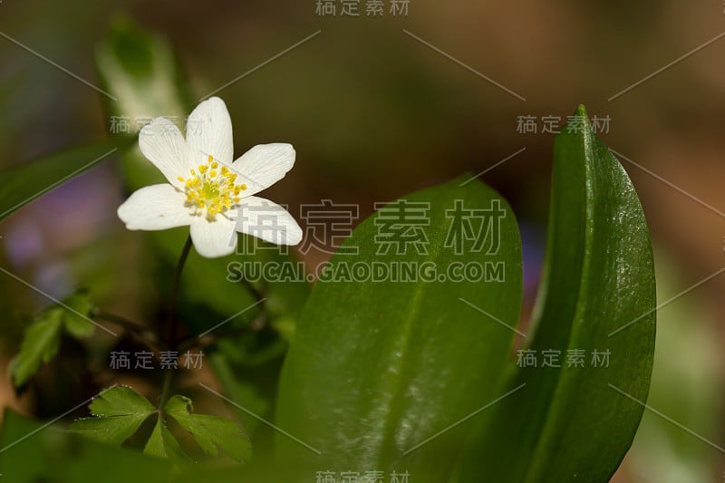 木银莲花(anemone nemorosa)生于阴木，毛茛科毛茛科的早春花。风花，针茅或嗅狐白银莲花