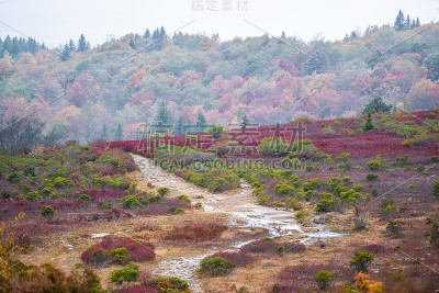色彩鲜艳的红色越橘灌木在秋天叶子与水坑沼泽熊岩石小径在多莉草皮在西弗吉尼亚国家森林公园在阴雨天气的人