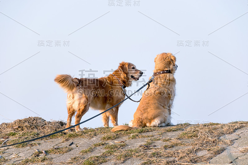 金毛寻回犬从沙丘看