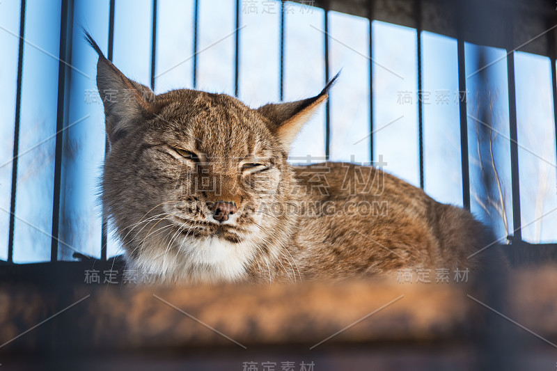 山猫的肖像