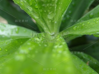 露兜/露兜的大梢