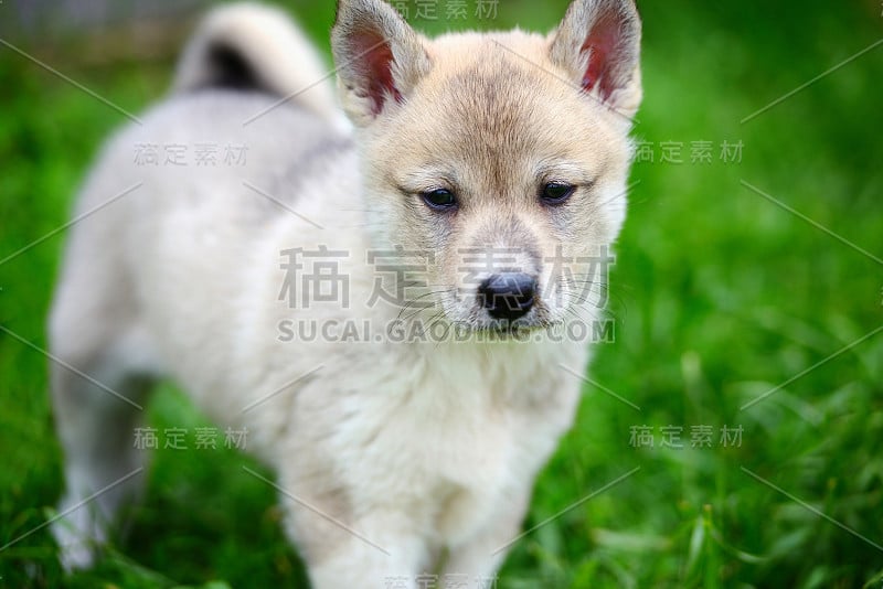 草地上一只美丽的西伯利亚莱卡犬。可爱快乐的西伯利亚莱卡肖像。