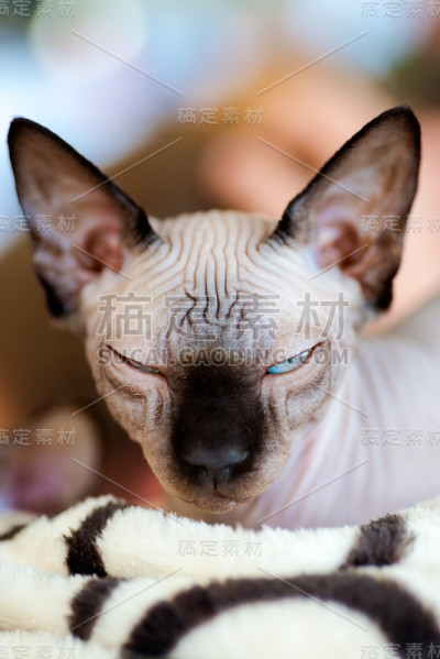 Sphynx猫