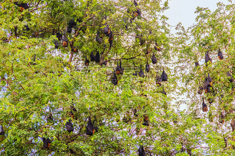 在泰国曼谷的Wat Po，泰国差春骚，用泰语说的Lyle's flying fox, Pteropu