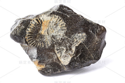 石中鹦鹉螺的遗迹