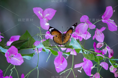 虎斑蝶