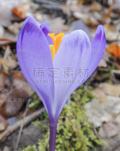 美丽的初冬的紫花