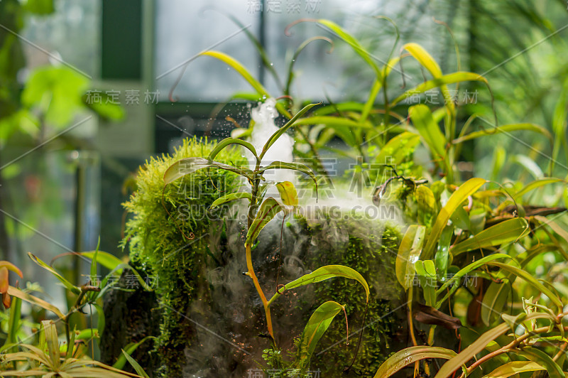 植物间人工热带喷泉