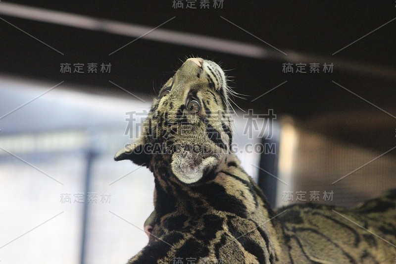 Clouded Leopard up high in branches looking to cei