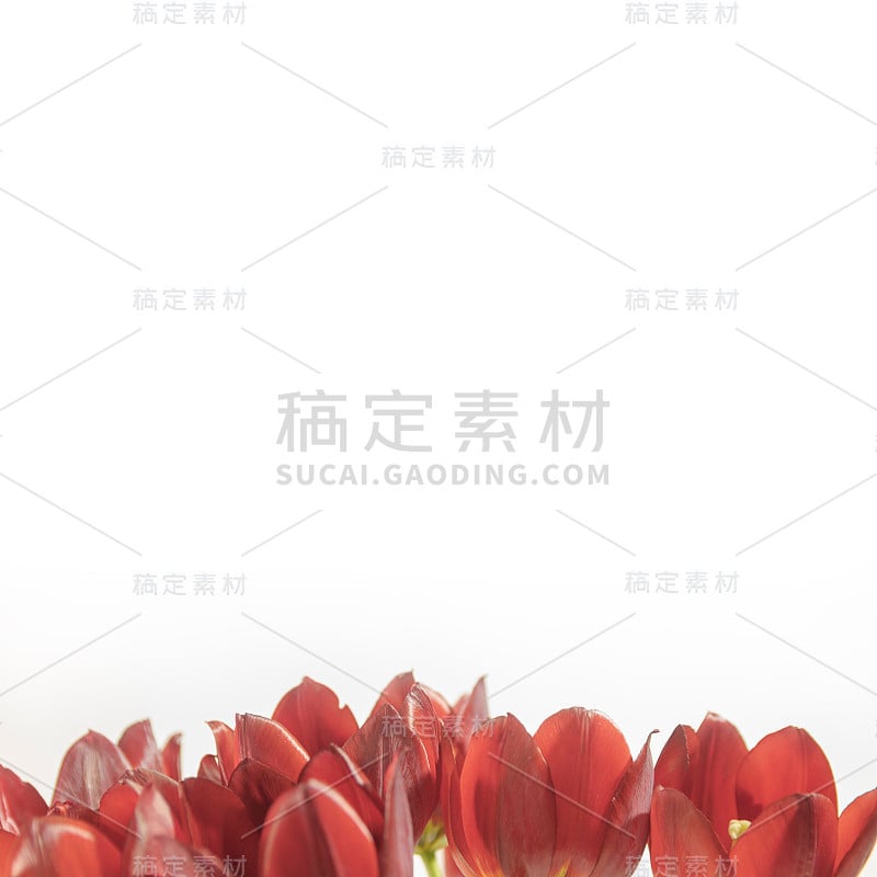 红色郁金香花瓣，白色背景，文字空间