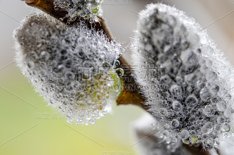 美丽的猫咪柳枝花。软花弹簧架