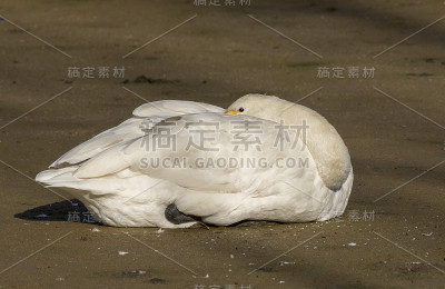 大天鹅休息