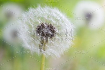 蒲公英的时钟