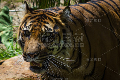 老虎在水里行走
