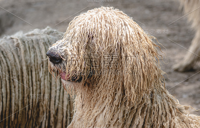 长毛牧羊犬