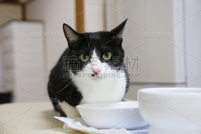 猫喝水