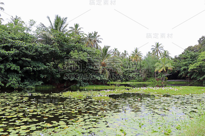 夏威夷大岛上有睡莲和棕榈树的湖