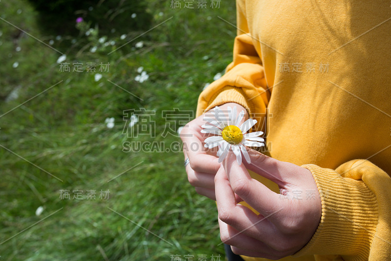 女孩手捧甘菊在草地在山上白色的雏菊