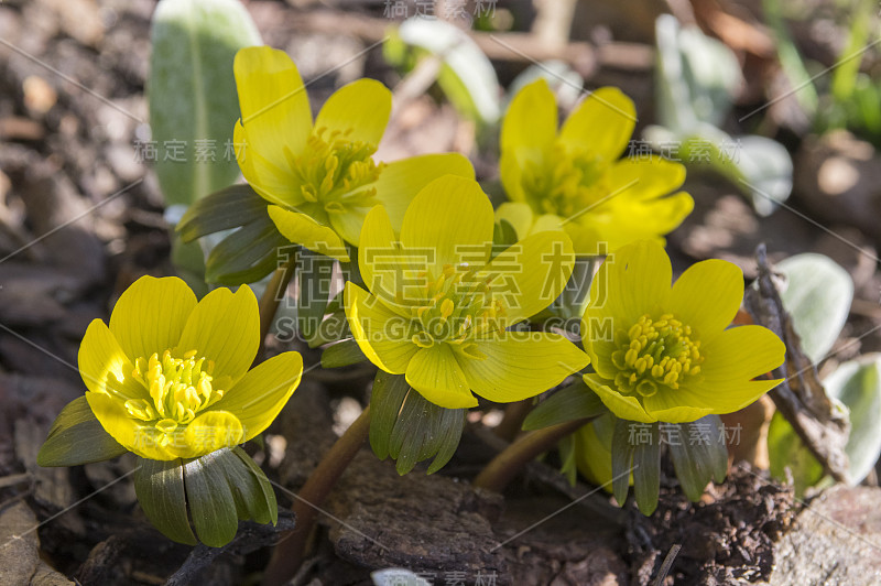 蛇尾草，早春开花，冬附子背光