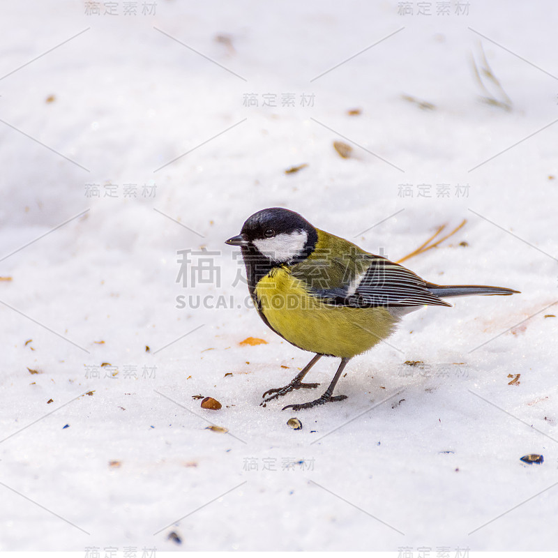 雪中的山雀