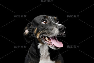 一个可爱的杂种狗的肖像